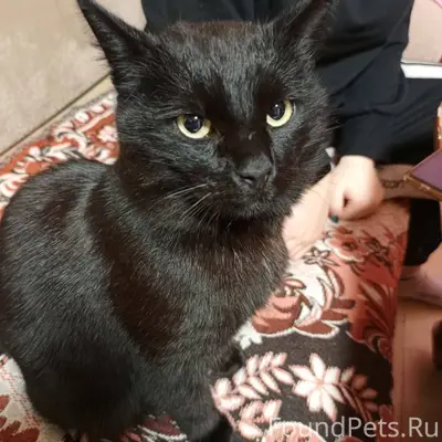 Пропал кот! Р-н Печаткино, час...