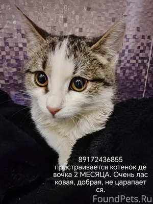 Найден котёнок девочка. Сидела...