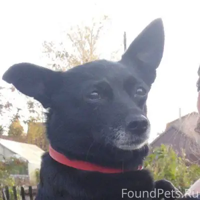 Доброго времени суток. Крик о ...