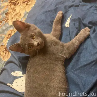 Потерялся котенок на максима г...