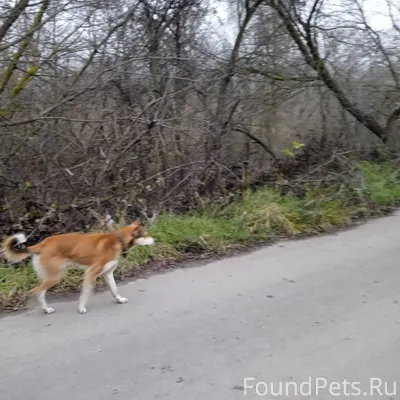 Коричневая с ошейником