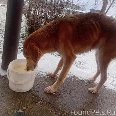 Чья собака ,может кто потерял ...