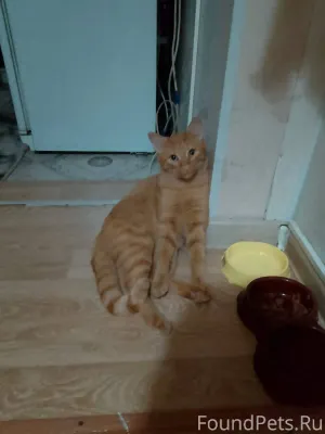 Пропал кот! Отзывается по клич...