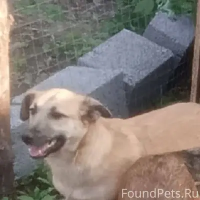 Пропала собака в районе улицы ...