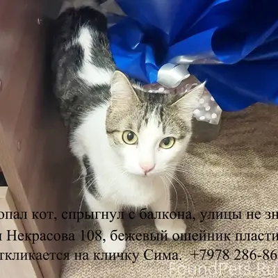 Добрый день, пропал кот молодо...