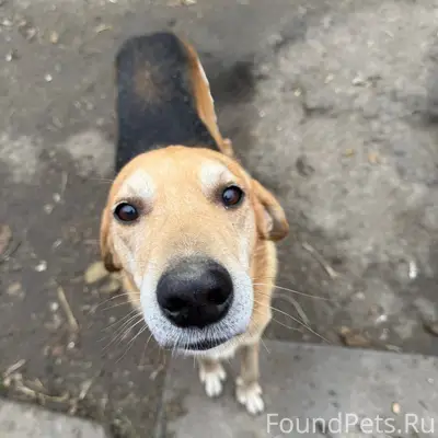 Потерялась собака русская гонч...