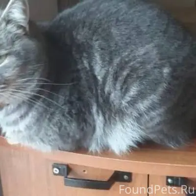 Пропал кот в районе Новосёлов,...