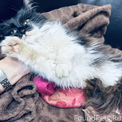 У офиса найден котенок. Вроде ...