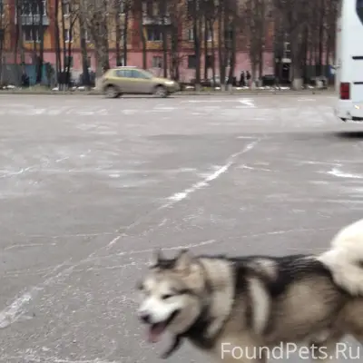 Чей-то пес бегает сейчас на...