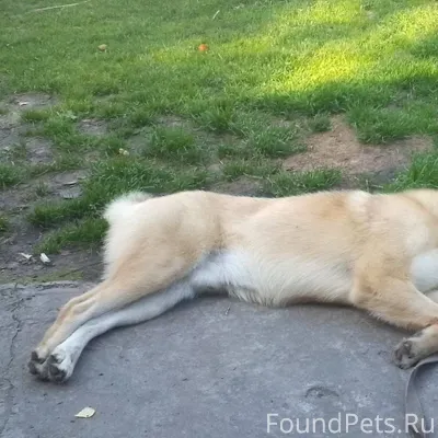 Пропал пёс! Светлый мальчик, з...