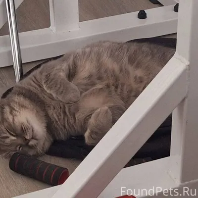 #Калуга Пропал кот породы шотл...