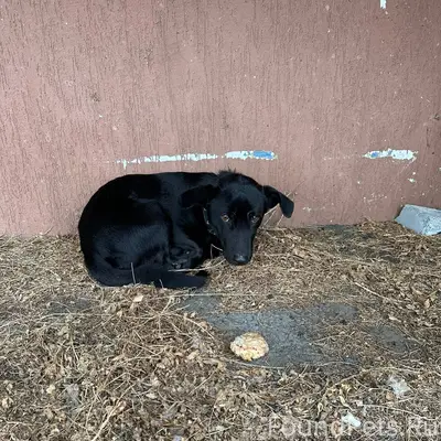 Потерялась собака!!! Г.Шадринс...