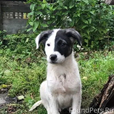 🆘🆘🆘🔥🔥🔥Ищу щенка!!! Пропал!! 🔴Е...