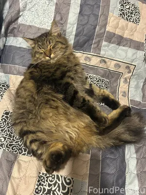 #потерянКотопес04 ПОМОГИТЕ НАТ...