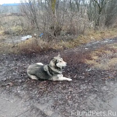 Кто потерял собаку. Лайка или ...