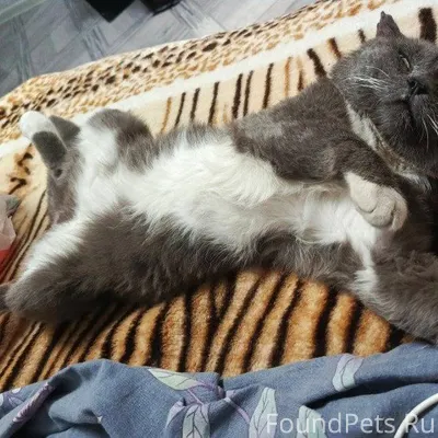 Пропал кот Омская область, гор...