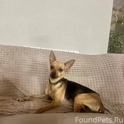 Найдена собака! Русский той-те...