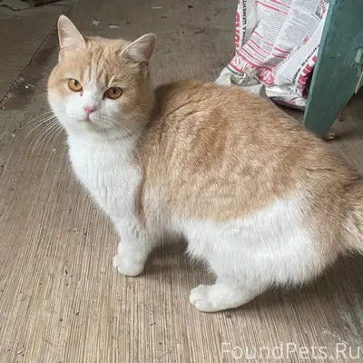 Помогаю информационно. Автор h...