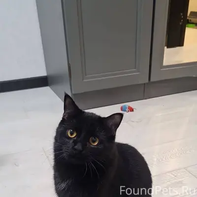 Помогите найти кота. Зовут Сим...