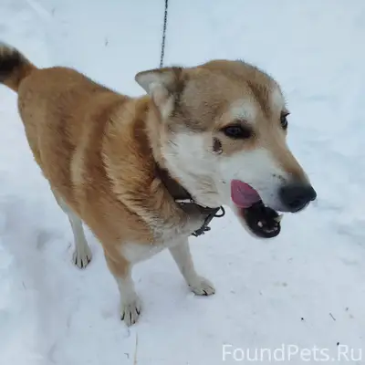 Убежал пёс с ул. Пролетарской....