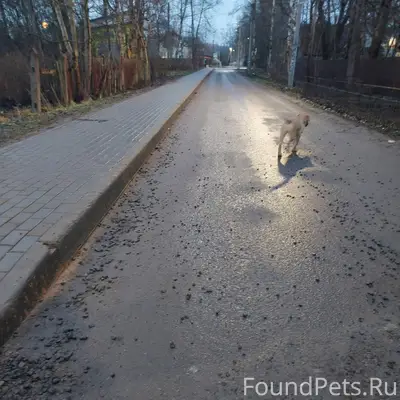 Потерялся щенок, кто ищет??? Б...