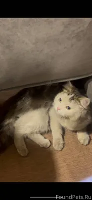 Пропал кот по имени Вася в...