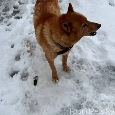 Потерялась собака около улицы ...