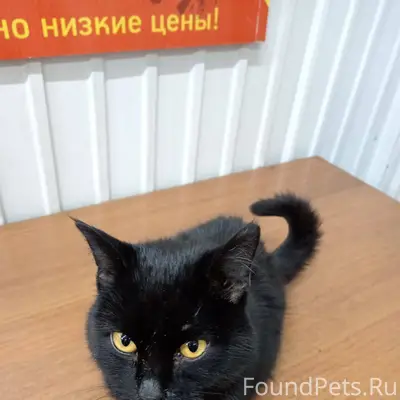 Чей потеряшка?Видно,что домашн...