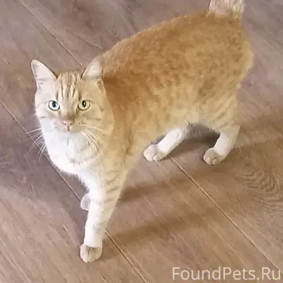 Пропала кошка рыжая в районе о...