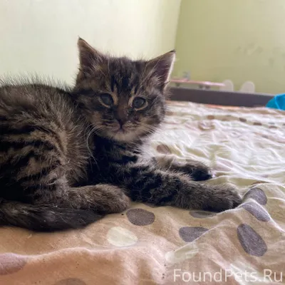 SOS 🆘 Пропал котенок 2 месяца....