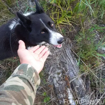 Соратники, помогите с поиском!...