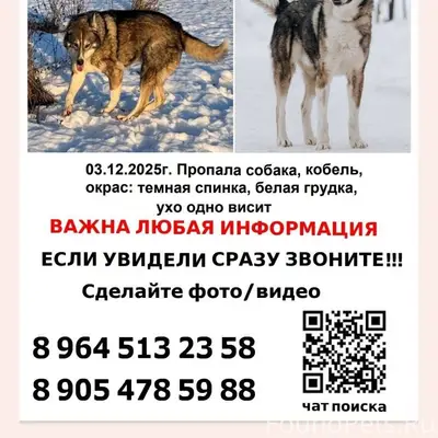 🆘ПРОПАЛА СОБАКА Ярославская об...