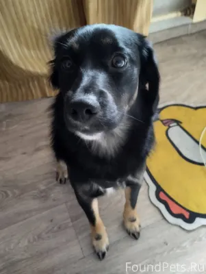 Пропала собака, последний раз ...