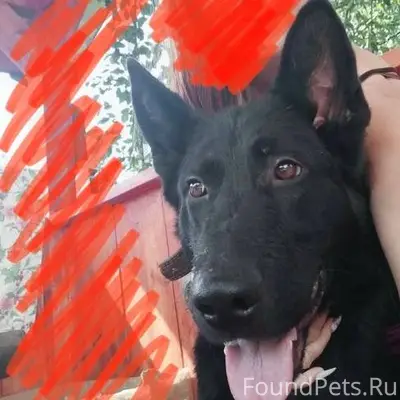 Сбежала собака,черная немецкая...