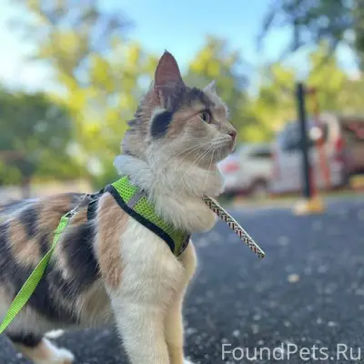 ПРОПАЛА ПОШКА Московская облас...