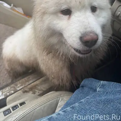 Собака бегала сегодня на улице...