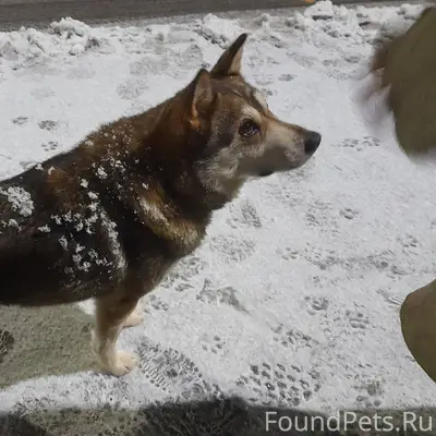 Бегает пёс на остановке СКРУ-2...