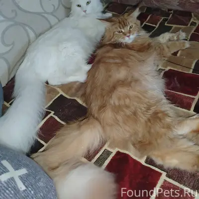 Пропала кошка, проскользнула в...