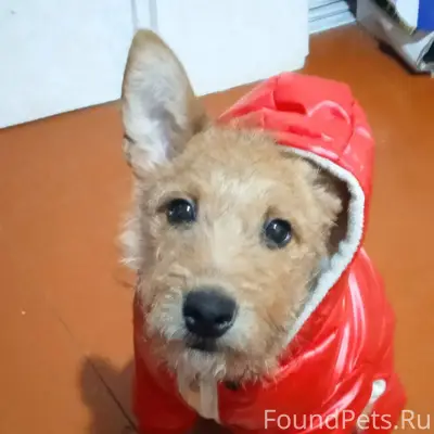 Пропала собака на улице победа...