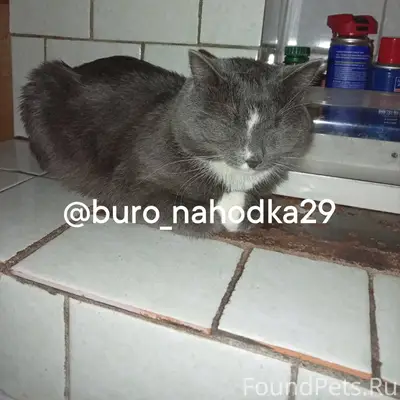 Здравствуйте! Пропал кот, выпр...