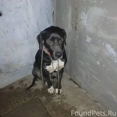 Кто потерял собаку? Сидит, дро...