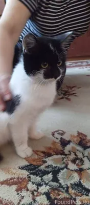 Найдена маленькая кошечка возл...