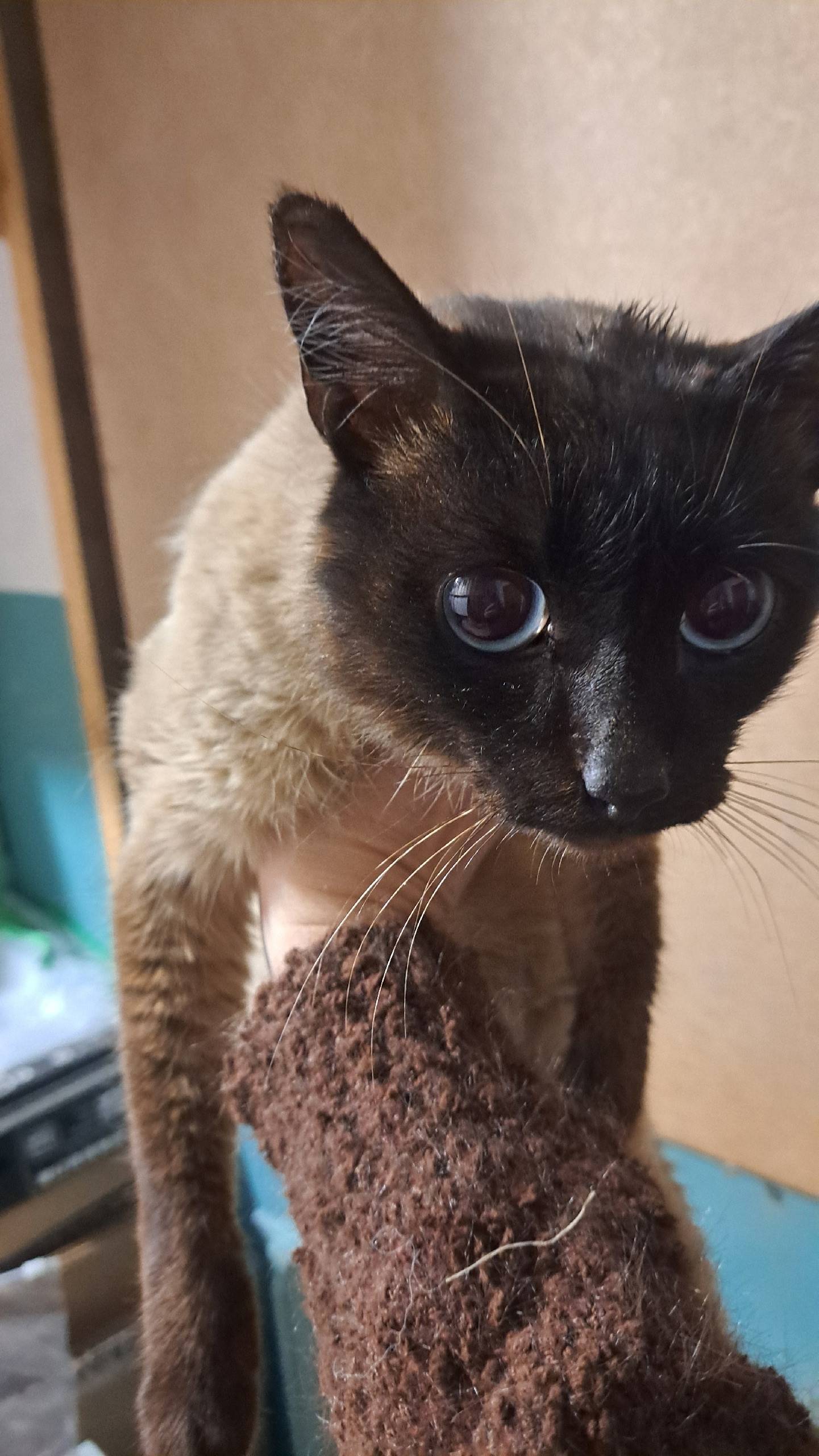 Чей котя ,может чья то потеряш...