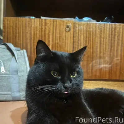 ПРОПАЛ КОТ! 04.12, примерно в....