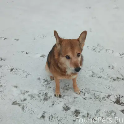 Пропала собака, район монча. О...