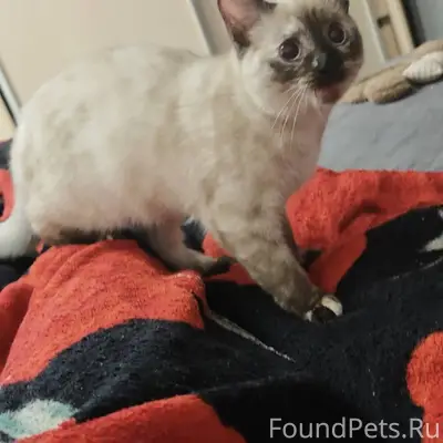 Помогите найти🙏🏼 Пропала кошка...