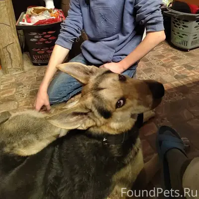 Ищу собаку! Мальчик 3 года. На...