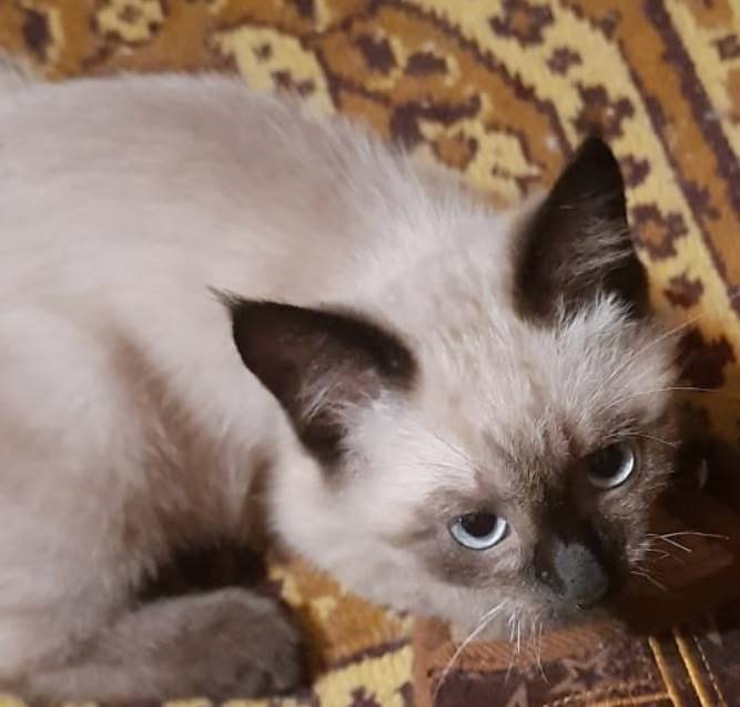 Пропал котёнок , 5 месяцев , н...