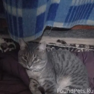 Пропал кот! В Спецгородке, на ...