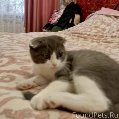 Пропала кошка на Котовского 23...